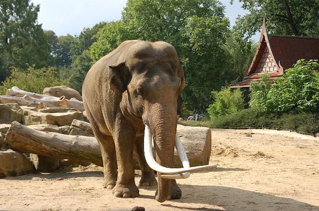dierentuin emmen_0868